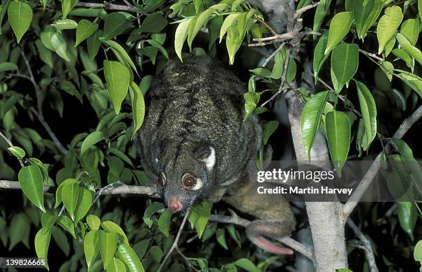 Pseudochirops Photos and Premium High Res Pictures Getty Images