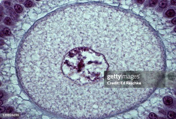 oocyte (egg) from mature ovarian follicle. shows: nucleus, cytoplasm, zona pellucida. 250x - generation x foto e immagini stock