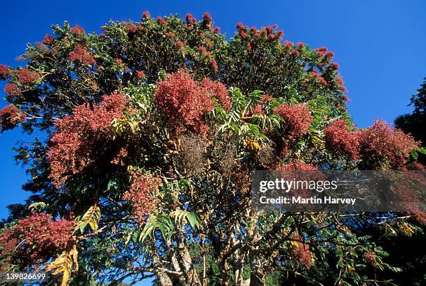 rosewood tree, hagenia abyssinica. legally protected in ethiopia. bale mountains national park. ethiopia - rosewood stock pictures, royalty-free photos & images