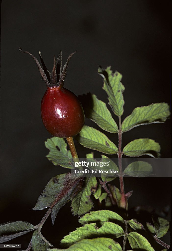 Smooth rose (Rosa blanda) hip. High in vitamin C. Used to make rose hip tea and jams. Habitat: sand dunes. DIPLOID SPECIES