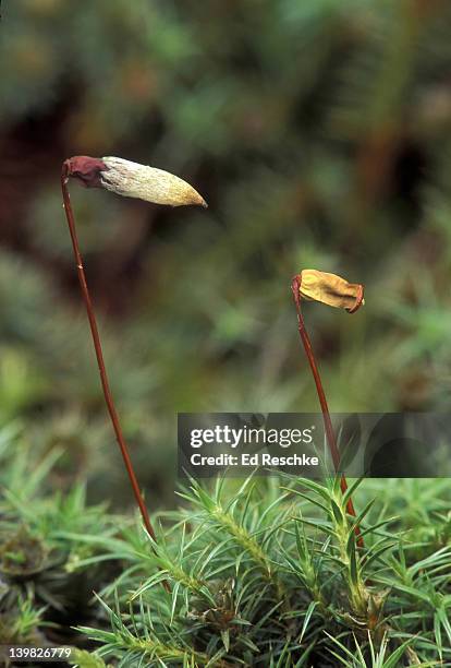 hairy cup moss. sporophyte and gametophyte. polytrichum sp. shows sporangium, stalk & calyptra. michigan. - prothallium stock pictures, royalty-free photos & images