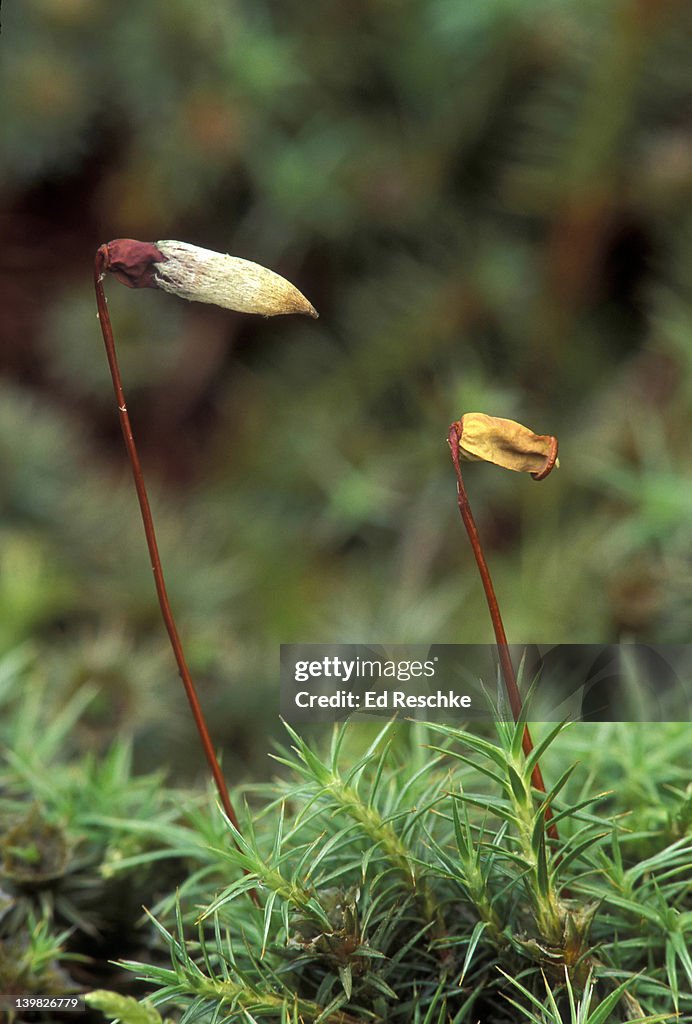 HAIRY CUP MOSS. SPOROPHYTE AND GAMETOPHYTE. POLYTRICHUM SP. SHOWS SPORANGIUM, STALK & CALYPTRA. MICHIGAN.