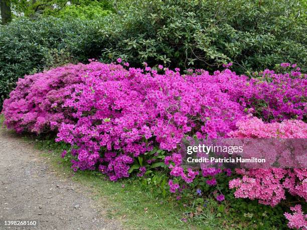 azaleas - azalea foto e immagini stock