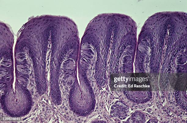 taste buds and papillae. sensory receptors, tongue, 50x shows: papillae, numerous taste buds (oval structures) located along the sides of the papillae in the epithelial layer. taste buds are classified as chemoreceptors. - tejido epitelial fotografías e imágenes de stock