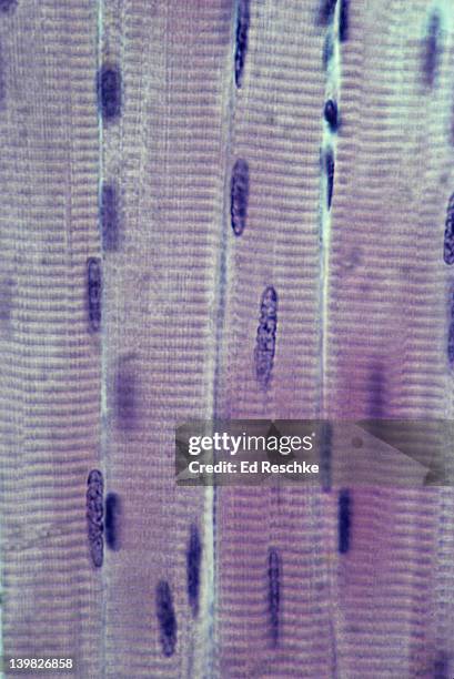 Multinucleated Tissue Multinucleate Photos and Premium High Res Pictures - Getty Images
