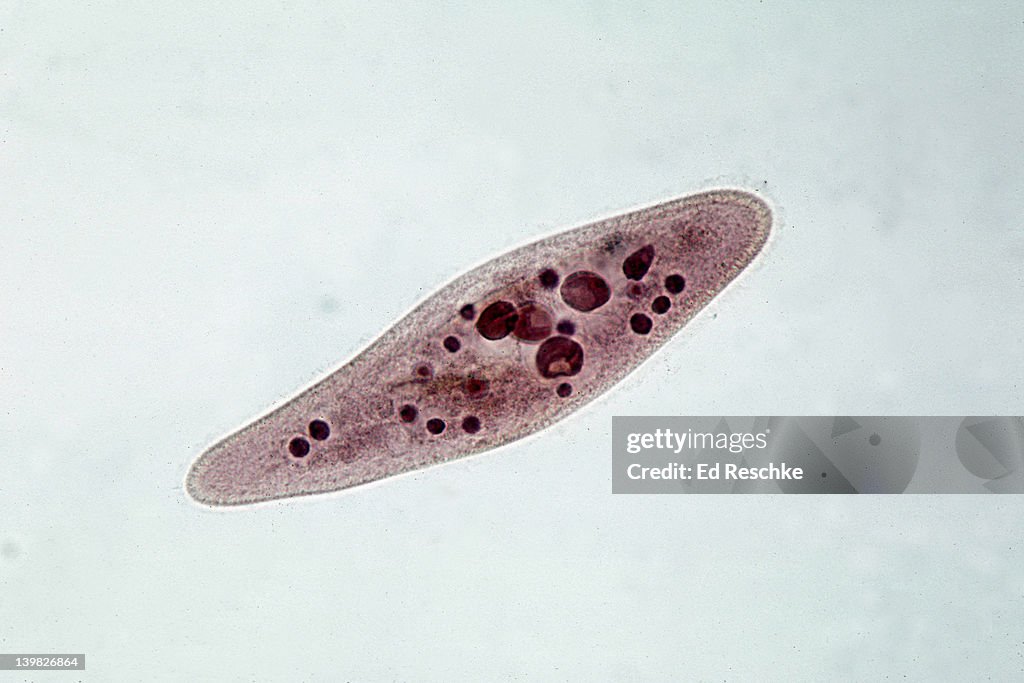 PARAMECIUM MULTIMICRONUCLEATUM SHOWS MACRO AND MICRO NUCLEI 100X H