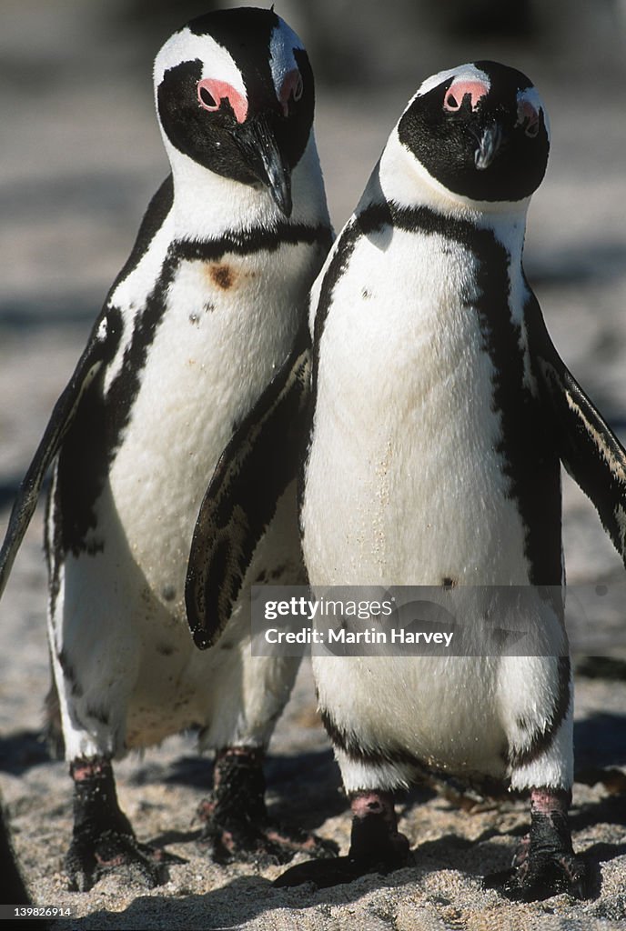 Jackass Penguin Spheniscus demersus Male & female in mating ritual. Endangered Dassen Island, South Africa South-Western African coast and islands Â©