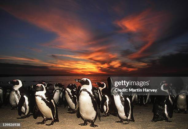 jackass penguin spheniscus demersus against sunset. endangered dassen island, south africa south-western african coast and islands â© - magellan penguin stock pictures, royalty-free photos & images