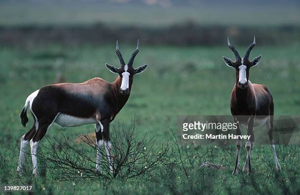 56 Bontebok National Park Photos and Premium High Res Pictures - Getty  Images