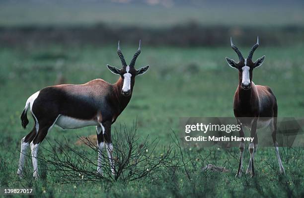 56 Bontebok National Park Photos and Premium High Res Pictures - Getty Images 56 Bontebok National Park Photos and Premium High Res Pictures - Getty Images