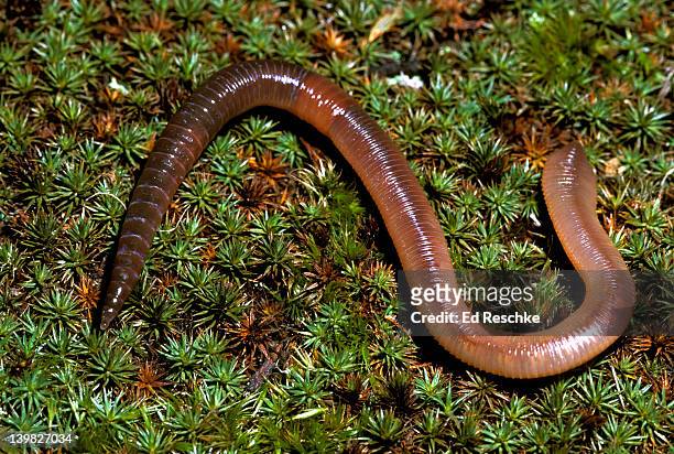 earthworm. segmented worm or annelid. lumbricus terrestris. clitellum & other structures e.g. setae. - androgyn stockfoto's en -beelden