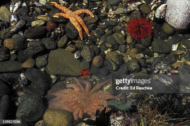 tidepool marine life. sunflower sea star, slender-rayed sea star, red sea urchin & green anemone. olympic np., wa. - green sea urchin stock pictures, royalty-free photos & images