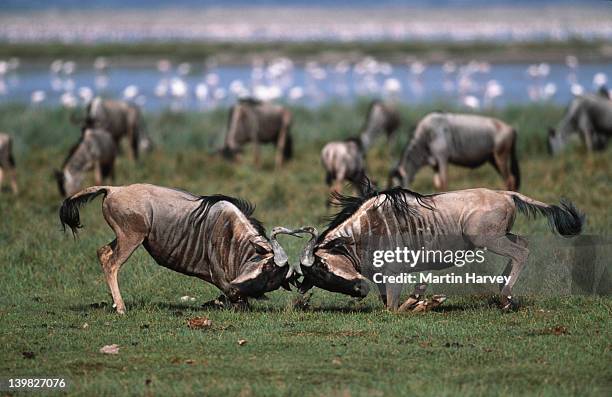 two blue wildebeest males fighting, connochaetes taurinus. amboseli national park, kenya southern & east africa. - grass grazer stock pictures, royalty-free photos & images