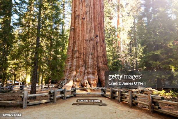 general sherman tree base at sequoia national park, california - redwood tree trunk stock pictures, royalty-free photos & images