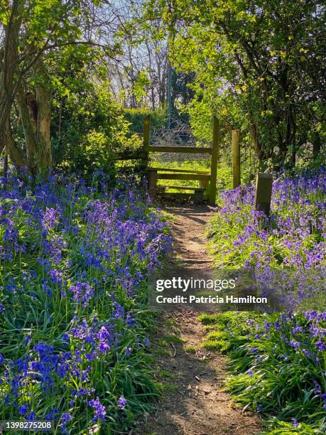 stile at the end of the footpath through the bluebells. - stye stock pictures, royalty-free photos & images
