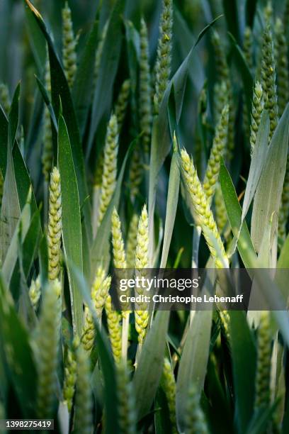 wheat field in seine et marne, france - husk stockfoto's en -beelden