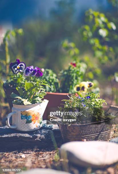 potted pansies flowers on garden. gardening composition with pots and stones concept - flowerbed stock pictures, royalty-free photos & images