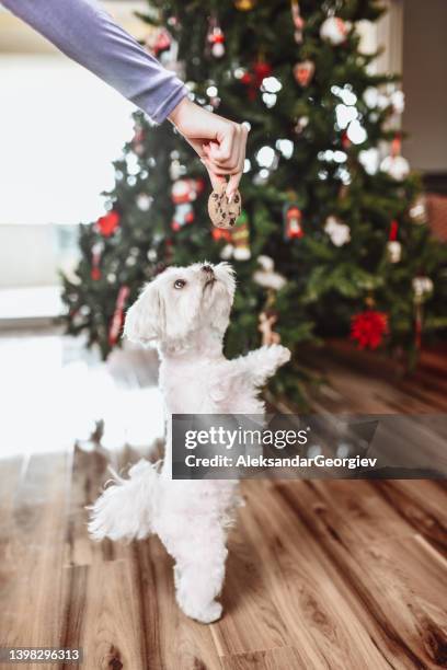 springer lustiger welpe, der weihnachtsleckerli vom besitzer bekommt - christmas tree dog stock-fotos und bilder