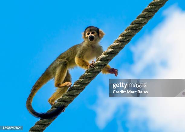 510 Monkey Rope Stock Photos, High-Res Pictures, and Images - Getty Images