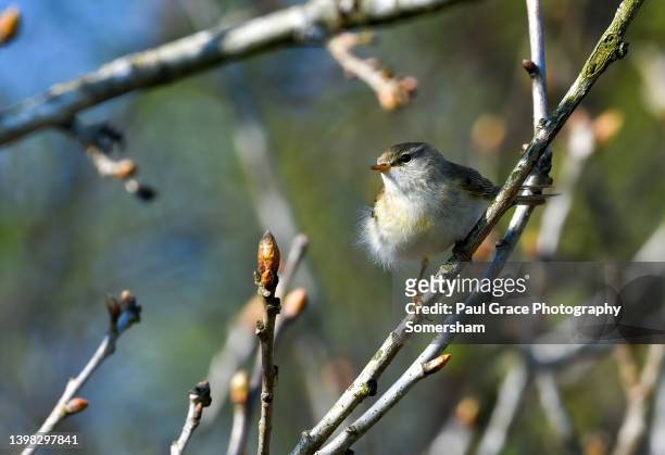 willow warbler. (phylloscopus trochilus) - exmoor national park stock pictures, royalty-free photos & images