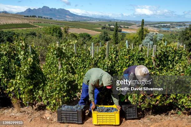 African contract farm workers harvest Cabernet Sauvignon grapes for Botanica Wines on the Protea Farm estate in Devon Valley on March 25, 2022 in the...