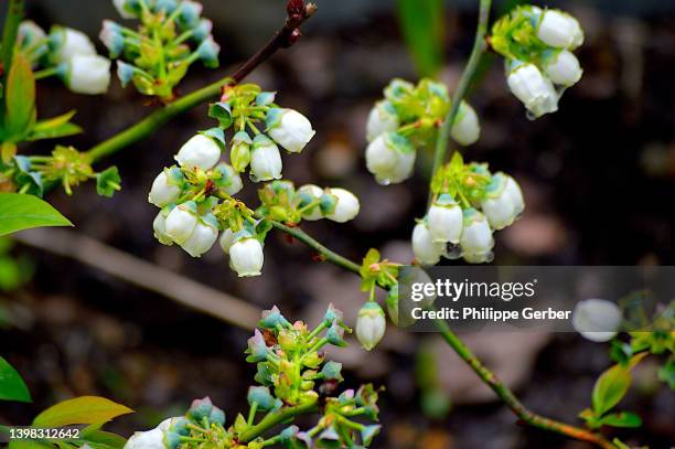 blueberry plant - flower blueberry stockfoto's en -beelden