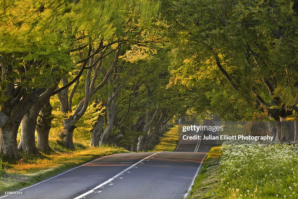 Springtime in full swing among the beech tree lined avenue at Kingston Lacy in Dorset, UK.