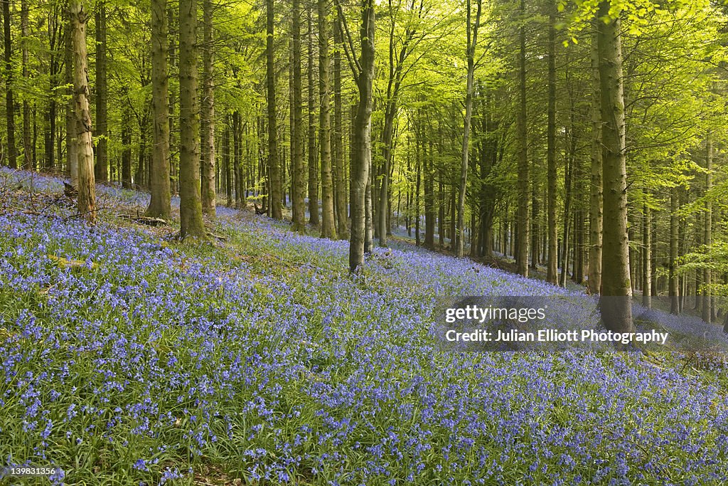 A carpet of bluebells decks the floor of Delcombe Wood, Dorset, UK.