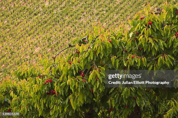 cherry trees and vineyards near to irancy, france. the village is in the region of burgundy. - irancy photos et images de collection