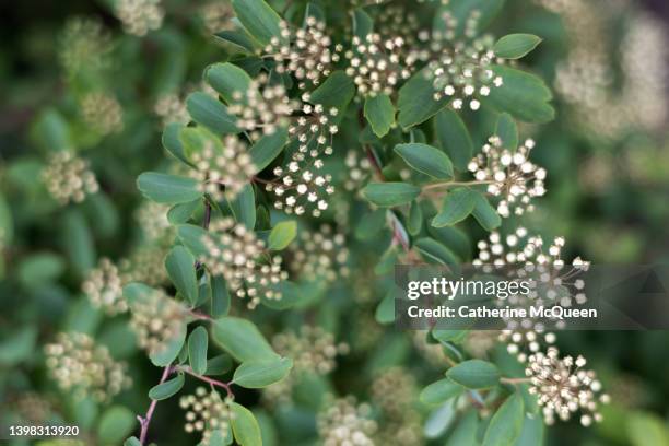 gorgeous floral clusters of reeve’s spirea bush coming into full cascading bloom - cape may 個照片及圖片檔