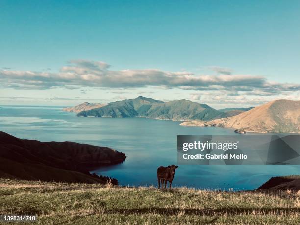 marlborough sounds new zealand - new zealand cow stock pictures, royalty-free photos & images