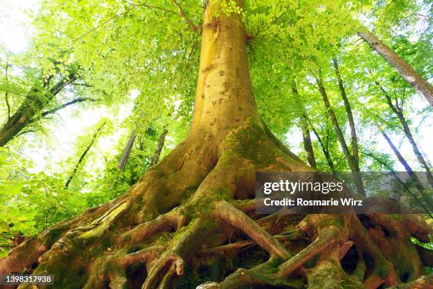 old beech tree with huge roots - strong tree stock pictures, royalty-free photos & images