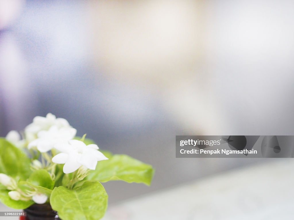 Arabian jasmine, Jasminum sambac, Oleaceae white flower cool fragrance blooming on blured background, Mother"u2019s Day with copy space for your text
