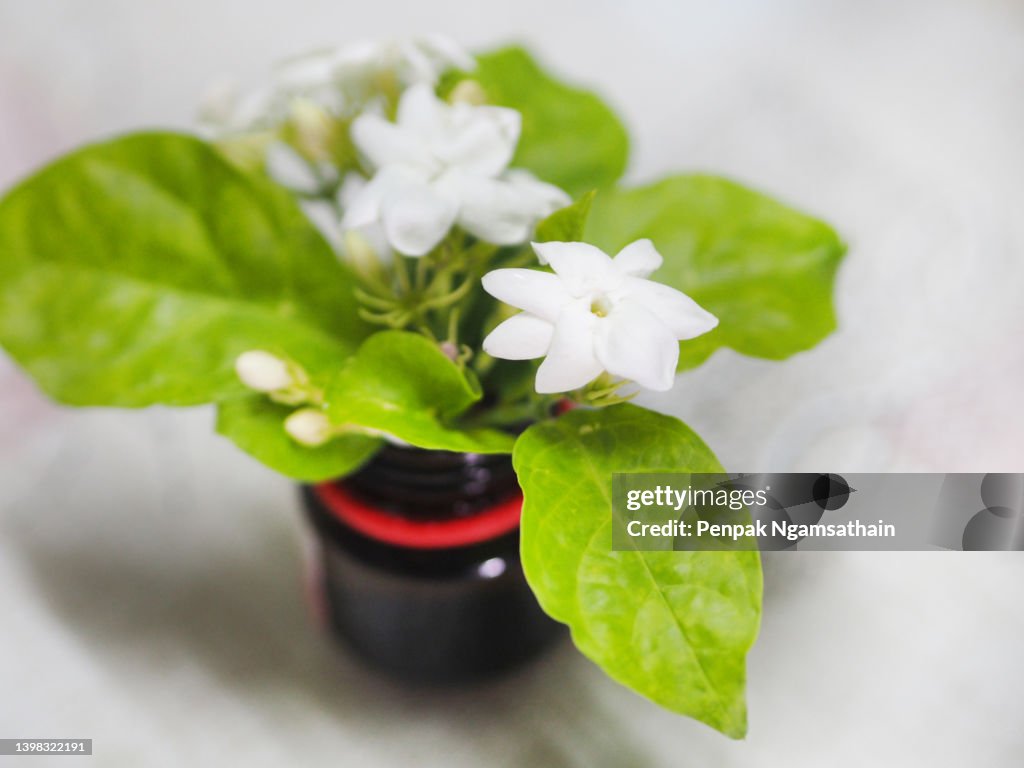 Arabian jasmine, Jasminum sambac, Oleaceae white flower cool fragrance blooming on blured background, Mother"u2019s Day with copy space for your text