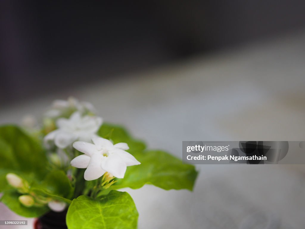 Arabian jasmine, Jasminum sambac, Oleaceae white flower cool fragrance blooming on blured background, Mother"u2019s Day with copy space for your text