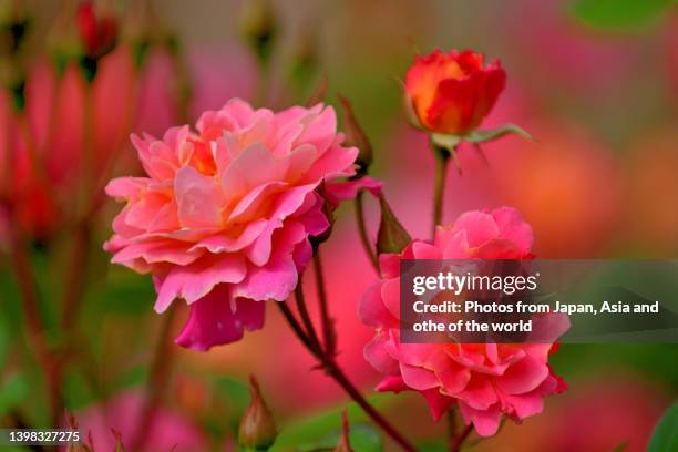 rose flowers with multi-colored background - rosa violette parfumee photos et images de collection