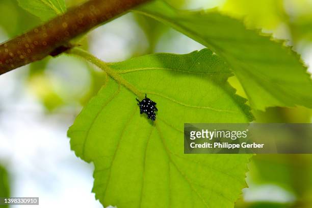 spotted lanternfly nymph - spotted lanternflies stock pictures, royalty-free photos & images