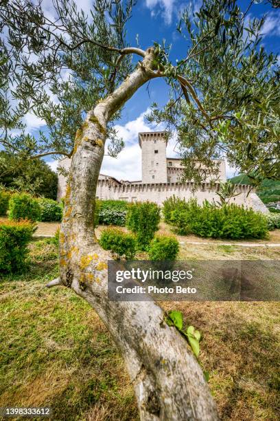 a suggestive glimpse of the rocca flea castle in the medieval town of gualdo tadino in umbria - tree trunk wide angle stock pictures, royalty-free photos & images