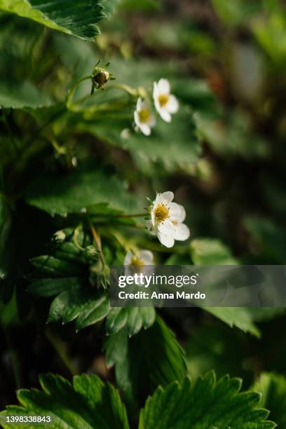 blooming strawberry plant - strawberry blossom stock pictures, royalty-free photos & images