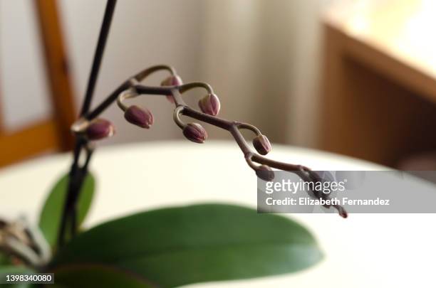 peduncle of orchid with buds in living room - moth orchid stockfoto's en -beelden