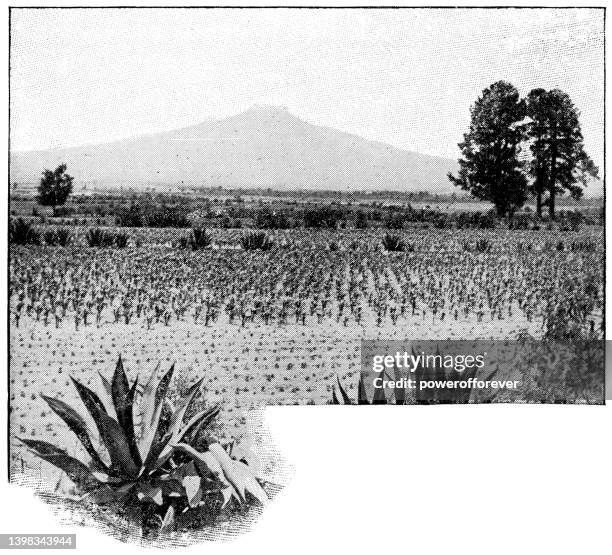 ilustrações, clipart, desenhos animados e ícones de plantação de agave no planalto mexicano em jalisco, méxico - século xix - tequila jalisco