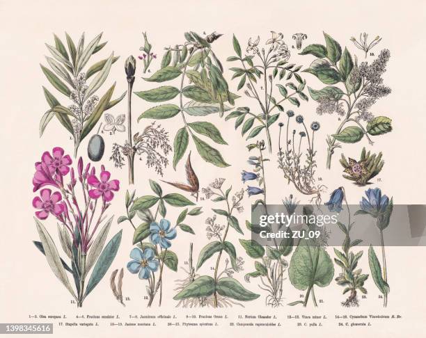 illustrations, cliparts, dessins animés et icônes de plantes à fleurs (angiospermae, oleaceae), gravure sur bois colorée à la main, publiée en 1887 - jasmin