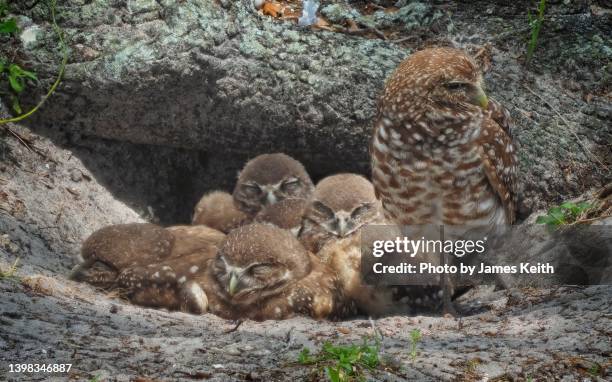 a burrowing owl stands guard as her owlets take a nap. - owlet stock pictures, royalty-free photos & images