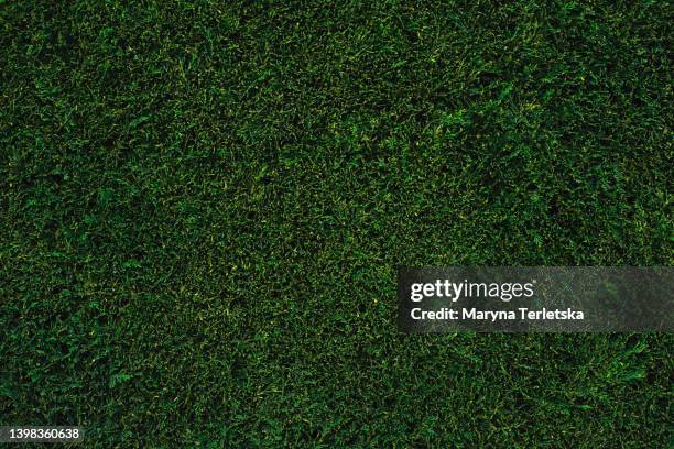 coniferous green bush. dark background with green leaves. natural background. universal background. - ground ivy stock pictures, royalty-free photos & images