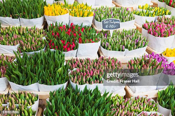 tulips for sale in the bloemenmarkt, the flower market, amsterdam, netherlands - tulips amsterdam stock pictures, royalty-free photos & images