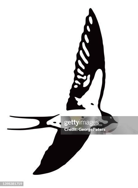 barn swallow flying - purple martin stock illustrations