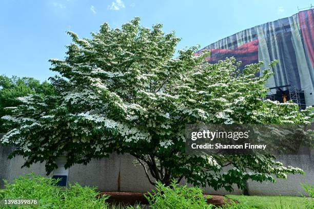 The Yoko Ono Wish Tree in the Hirshhorn Museum and Sculpture Garden on May 20, 2022 in Washington, DC.