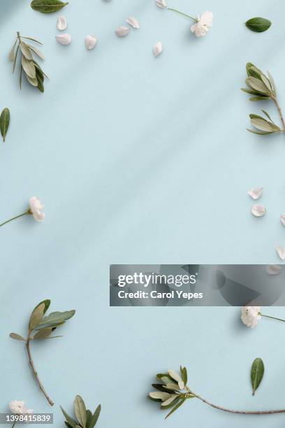 white flowers and green leaves frame in soft pastel blue background.top view - spring background photos et images de collection