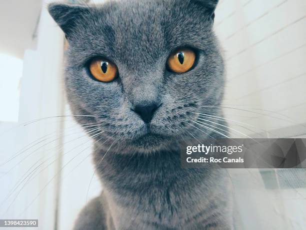 scottish fold - meme fotografías e imágenes de stock