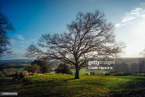 tree, located top of the mountains, in a winter sunny day - guildford ストックフォトと画像